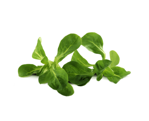 roszponka.png